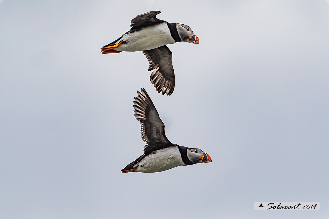 Fratercula arctica: Pulcinella di mare; Atlantic Puffin