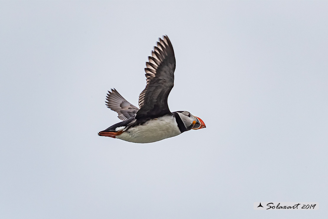 Fratercula arctica: Pulcinella di mare; Atlantic Puffin