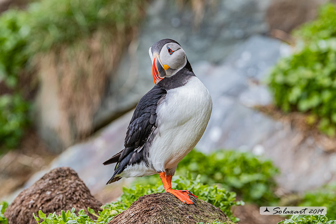 Fratercula arctica: Pulcinella di mare; Atlantic Puffin