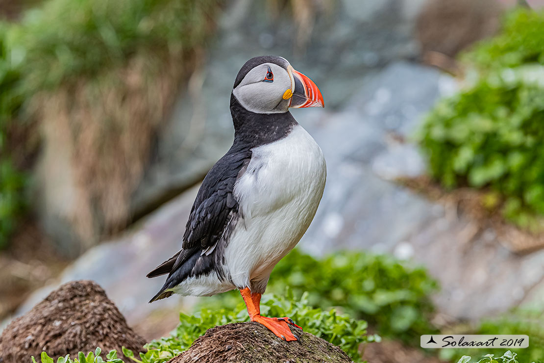 Fratercula arctica: Pulcinella di mare; Atlantic Puffin