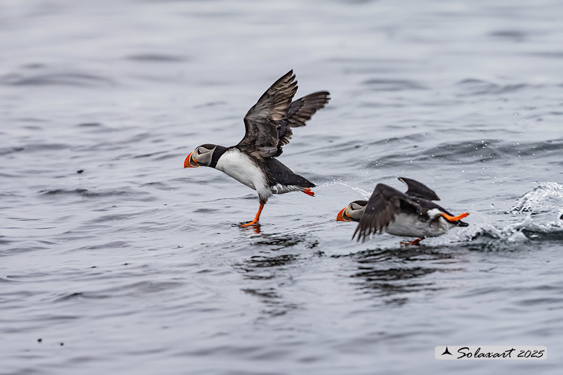 Fratercula arctica: Pulcinella di mare; Atlantic Puffin