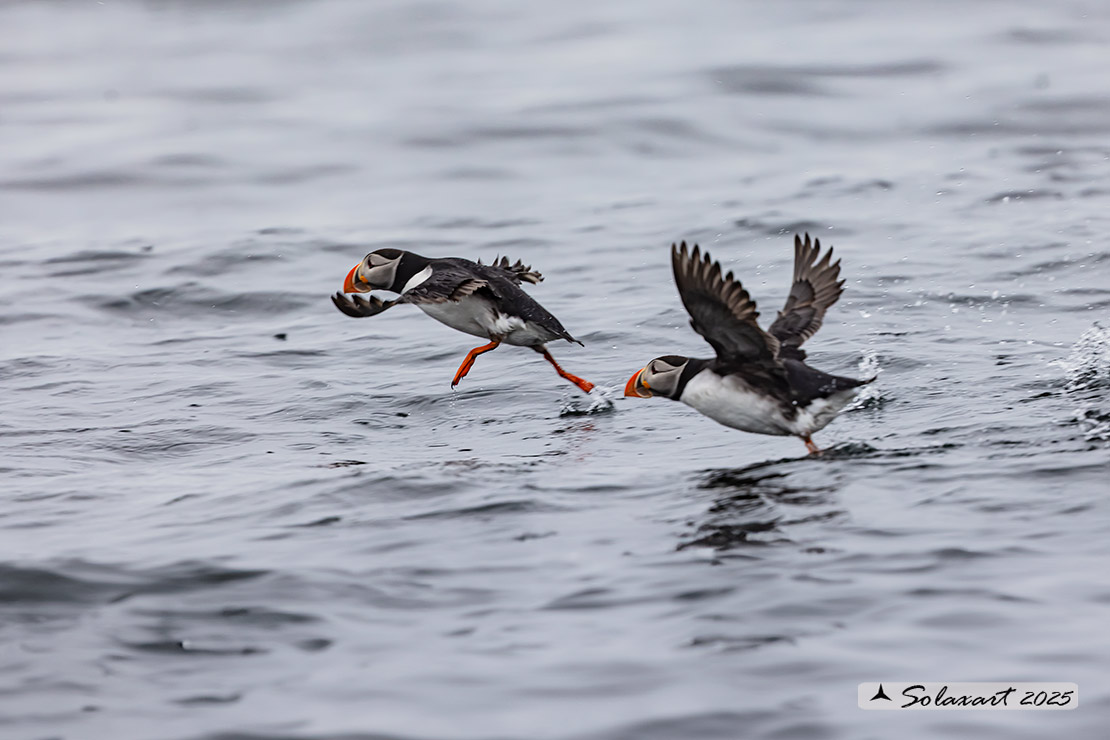 Fratercula arctica: Pulcinella di mare; Atlantic Puffin
