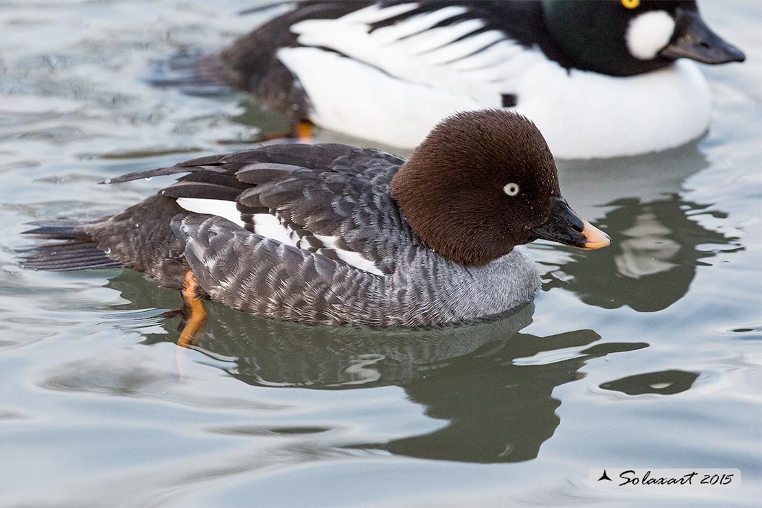 Bucephala clangula - Quattrocchi - Common goldeneye