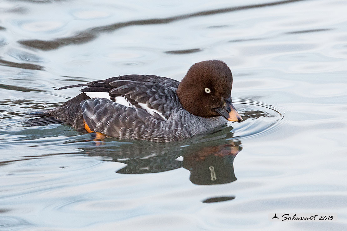 Bucephala clangula - Quattrocchi - Common goldeneye