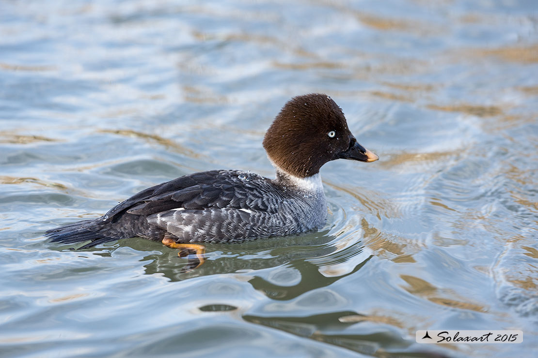 Bucephala clangula - Quattrocchi - Common goldeneye