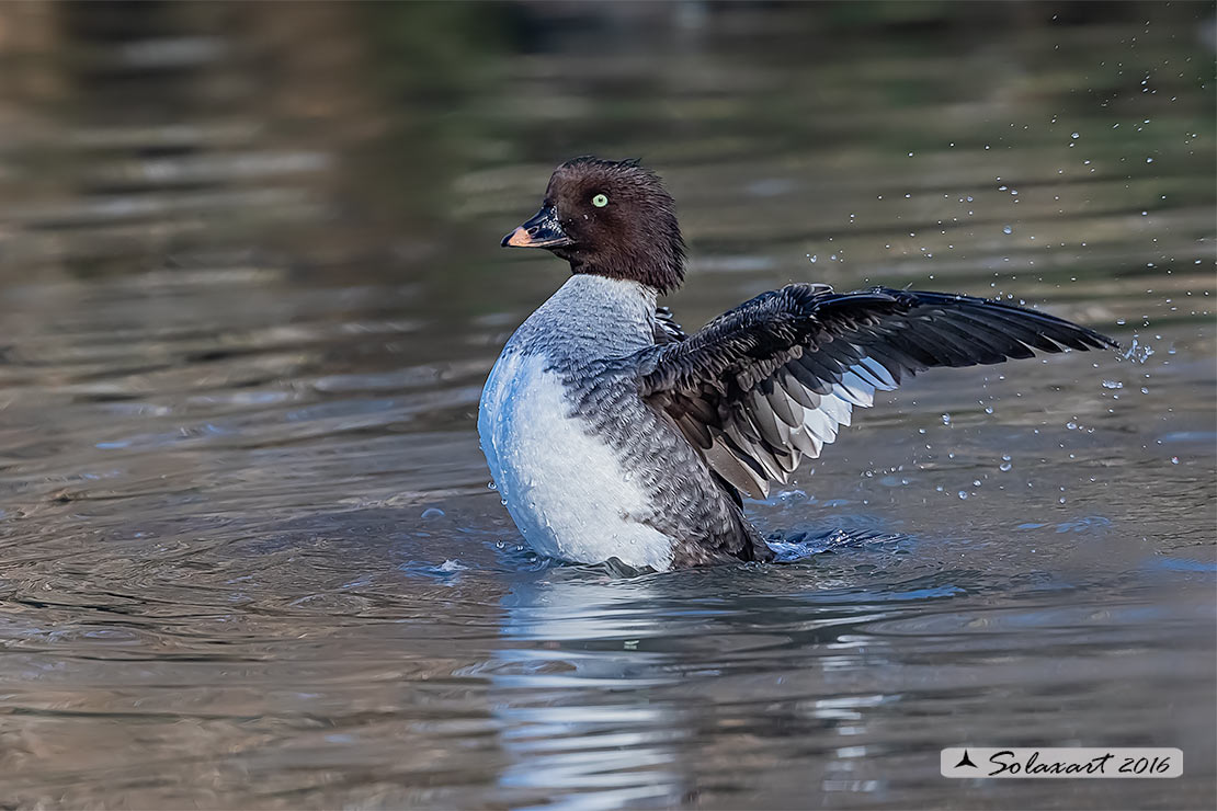 Bucephala clangula - Quattrocchi - Common goldeneye