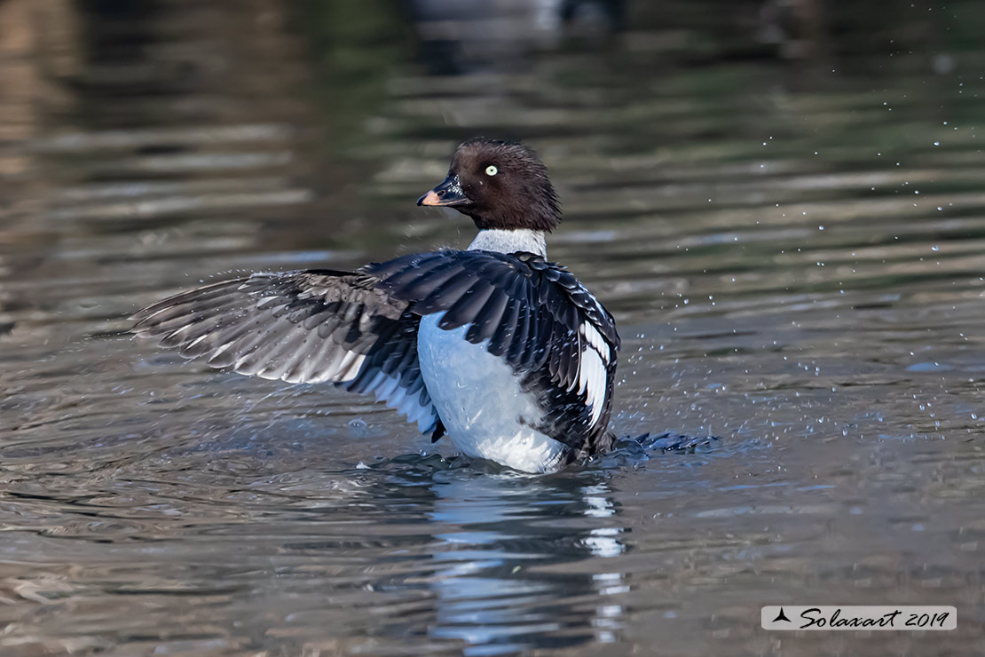 Bucephala clangula - Quattrocchi - Common goldeneye