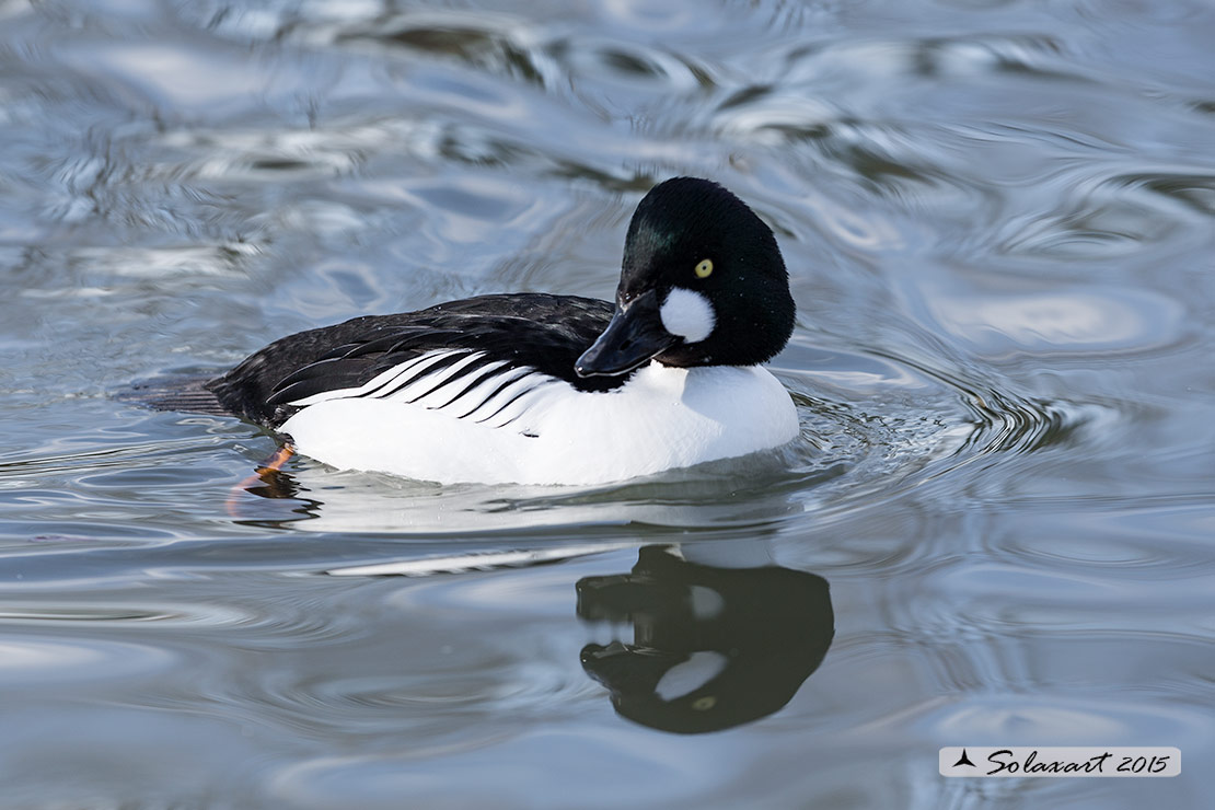 Bucephala clangula - Quattrocchi - Common goldeneye