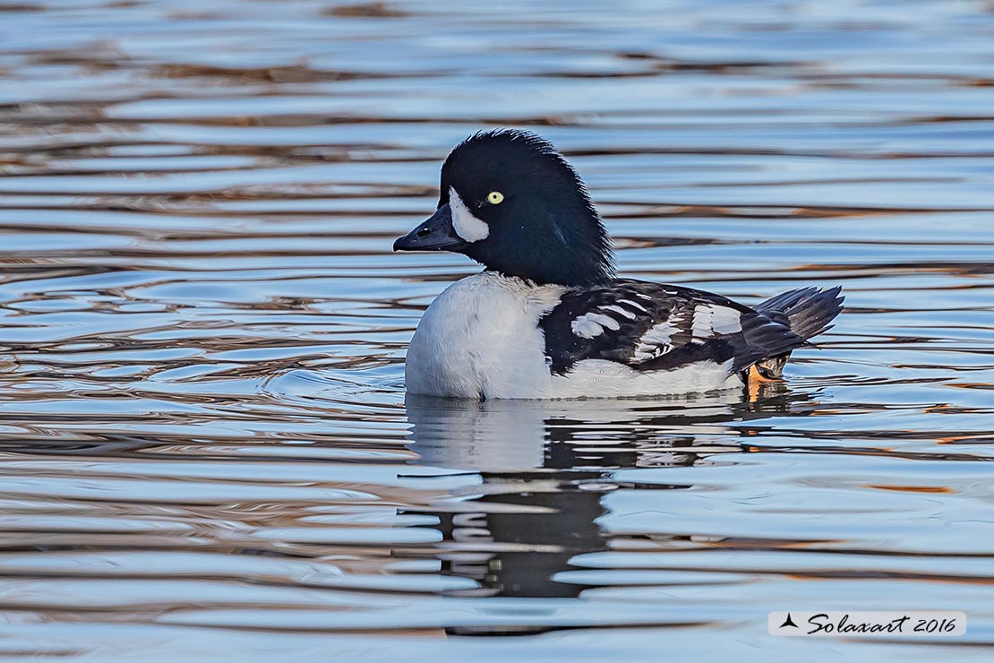 Bucephala clangula - Quattrocchi - Common goldeneye