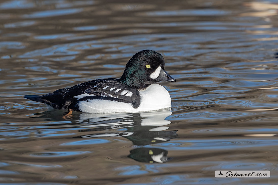Bucephala clangula - Quattrocchi - Common goldeneye