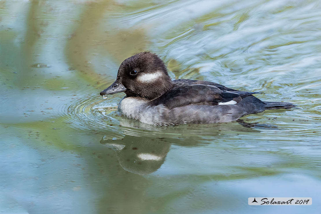 Bucephala albeola: Quattrocchi minore; Bufflehead