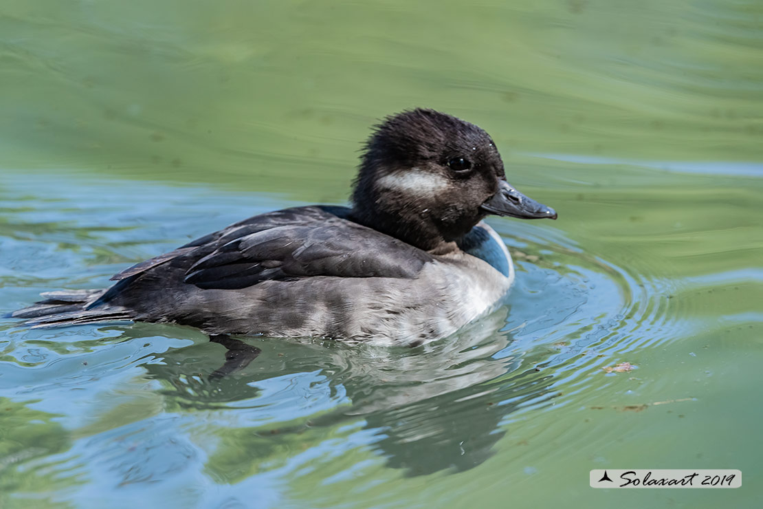 Bucephala albeola: Quattrocchi minore; Bufflehead