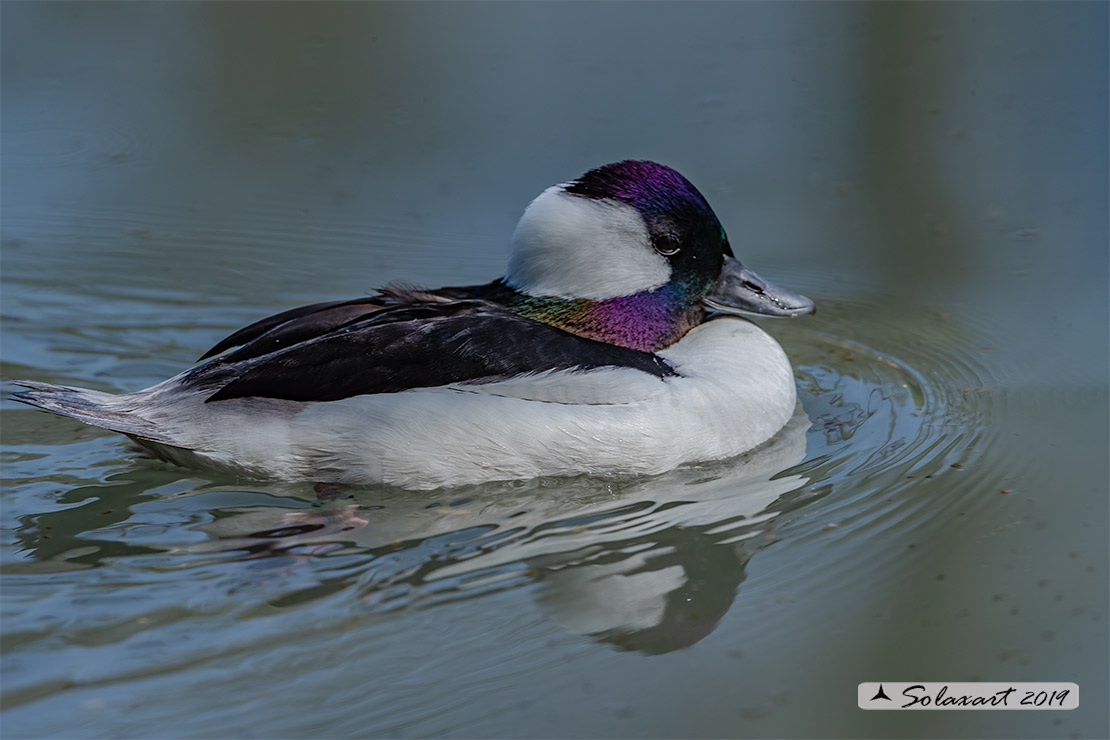 Bucephala albeola: Quattrocchi minore; Bufflehead