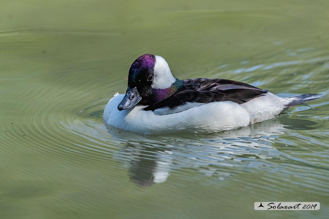 Bucephala albeola: Quattrocchi minore; Bufflehead