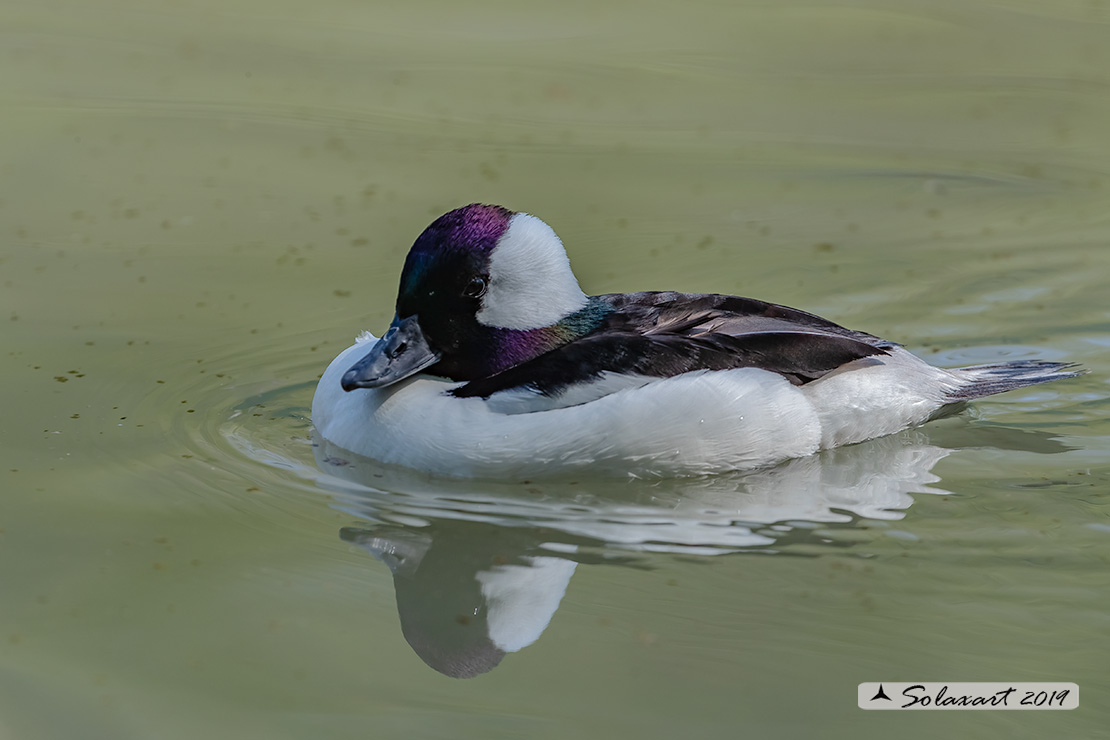 Bucephala albeola: Quattrocchi minore; Bufflehead