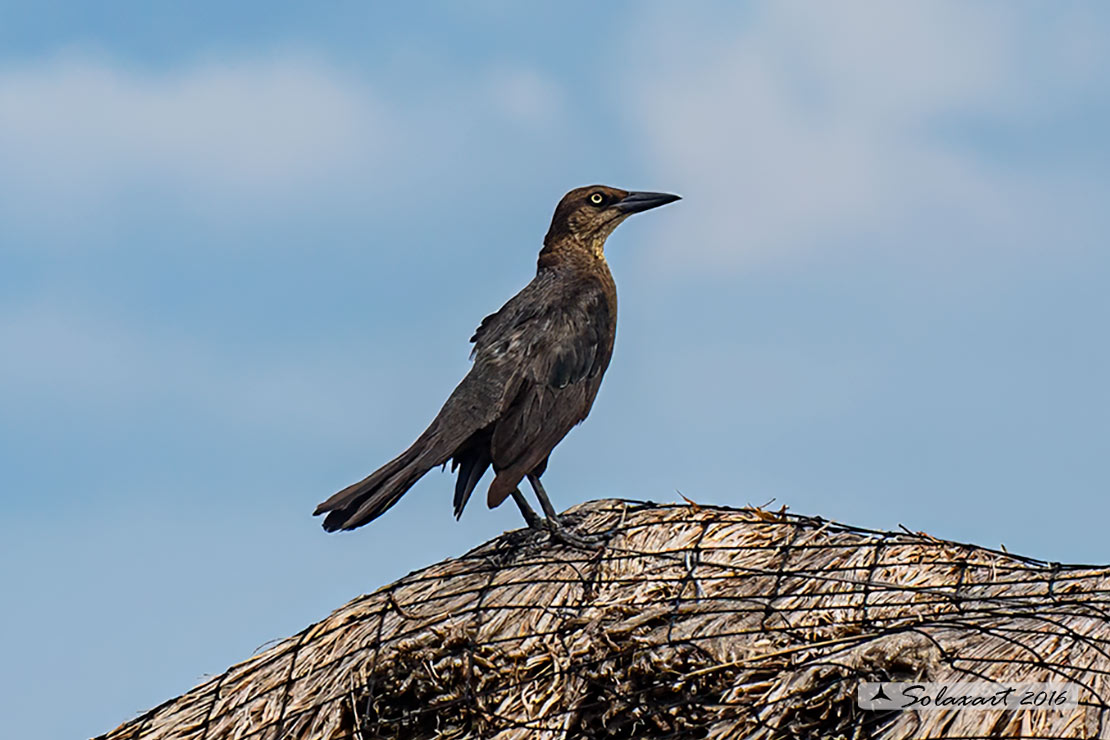 Quiscalus mexicanus :  Gracchio messicano (femmina) ;  Great-tailed grackles (female)