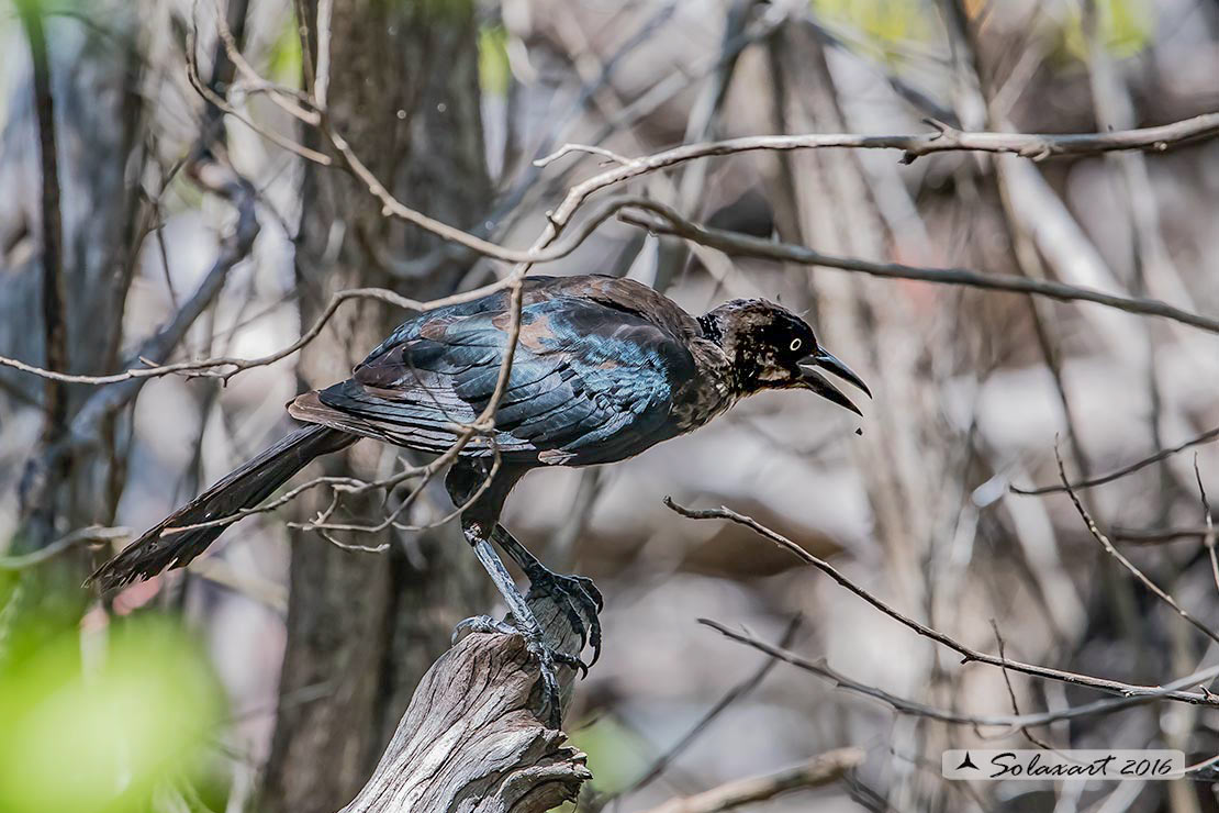 Quiscalus mexicanus :  Gracchio messicano (femmina) ;  Great-tailed grackles (female)