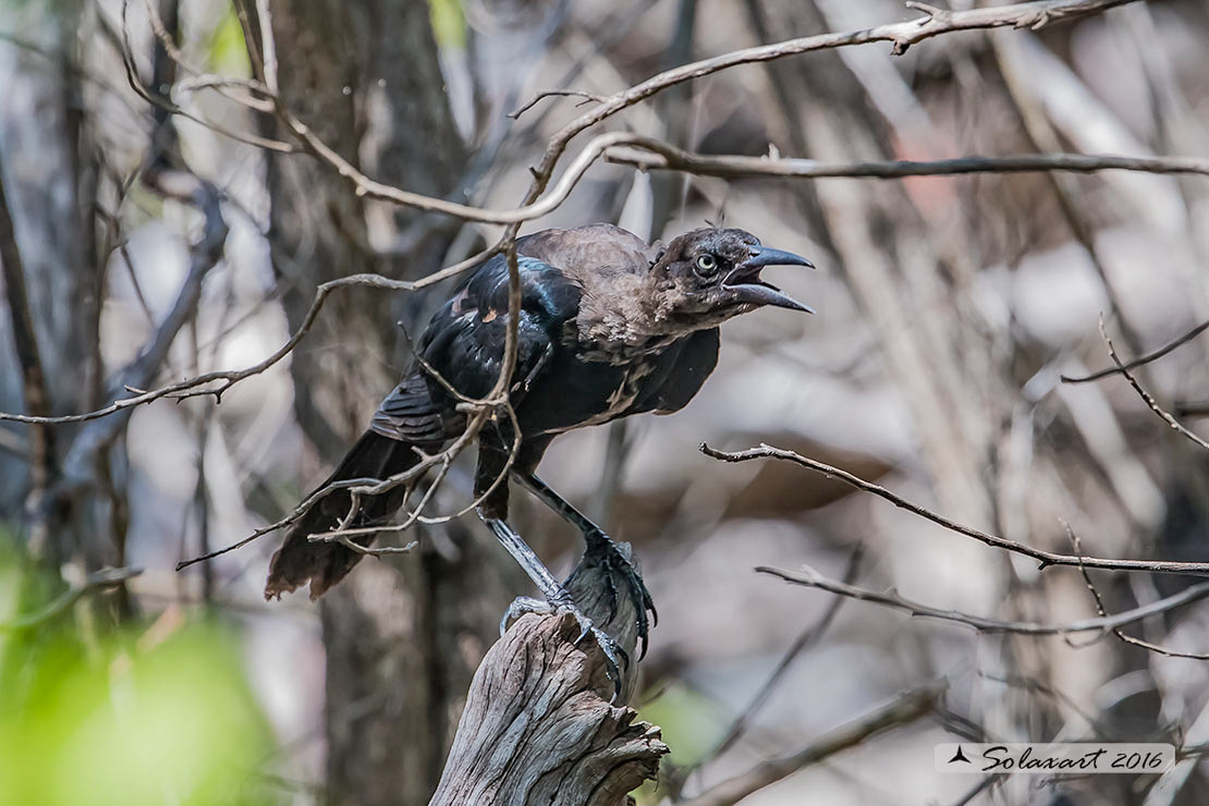 Quiscalus mexicanus :  Gracchio messicano (femmina) ;  Great-tailed grackles (female)