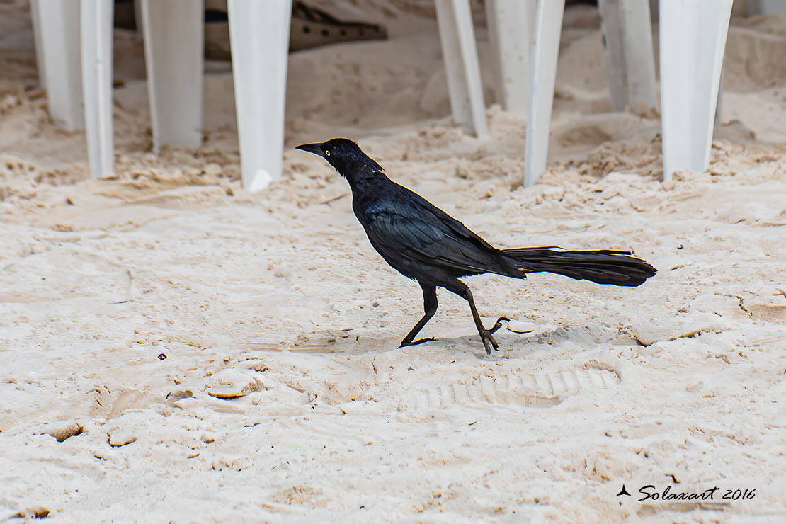 Quiscalus mexicanus :  Gracchio messicano (maschio) ;  Great-tailed grackles (male)