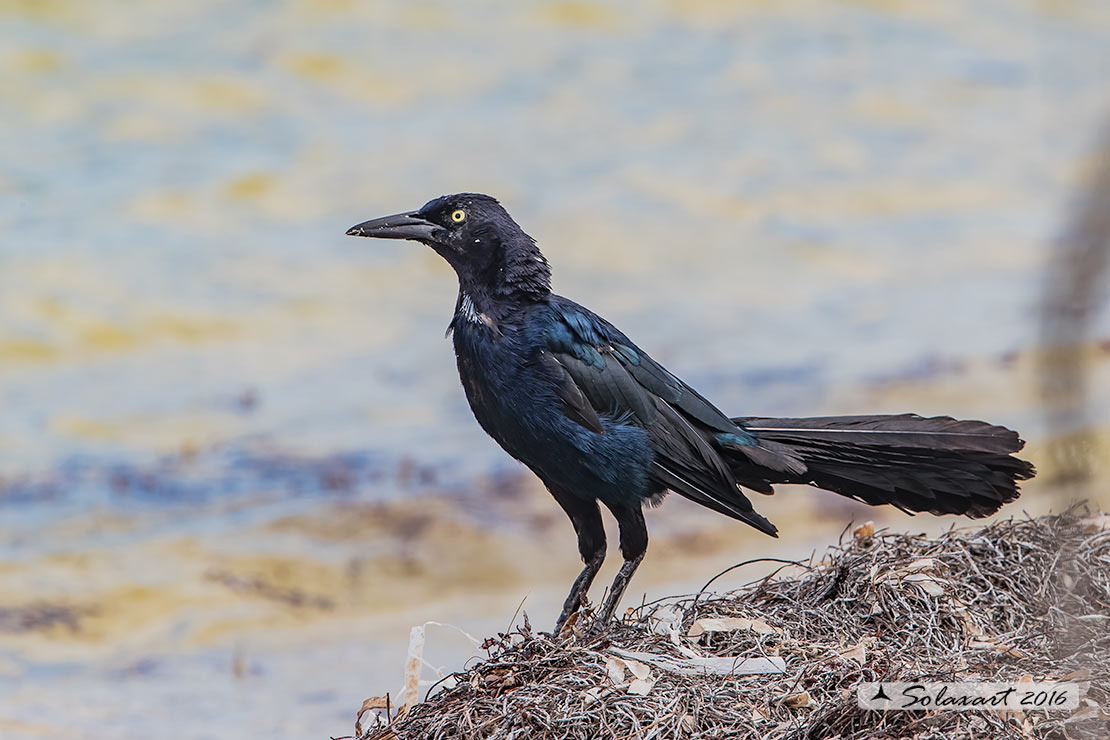 Quiscalus mexicanus :  Gracchio messicano (maschio) ;  Great-tailed grackles (male)