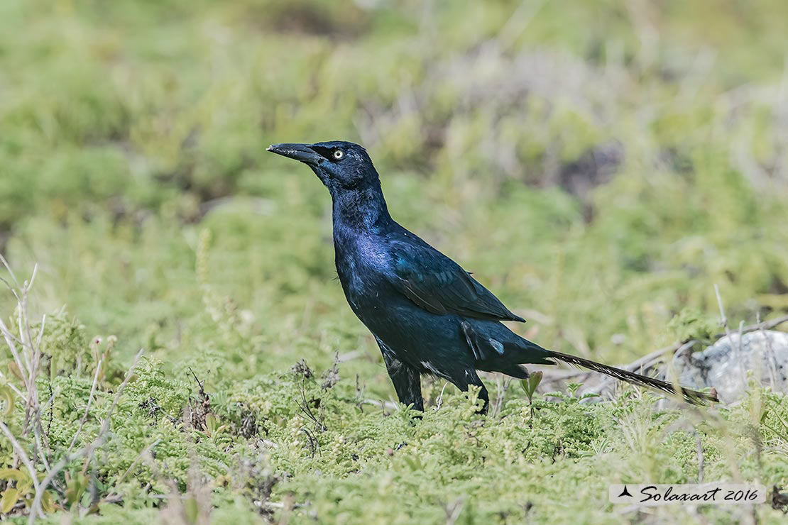 Quiscalus mexicanus :  Gracchio messicano (maschio) ;  Great-tailed grackles (male)