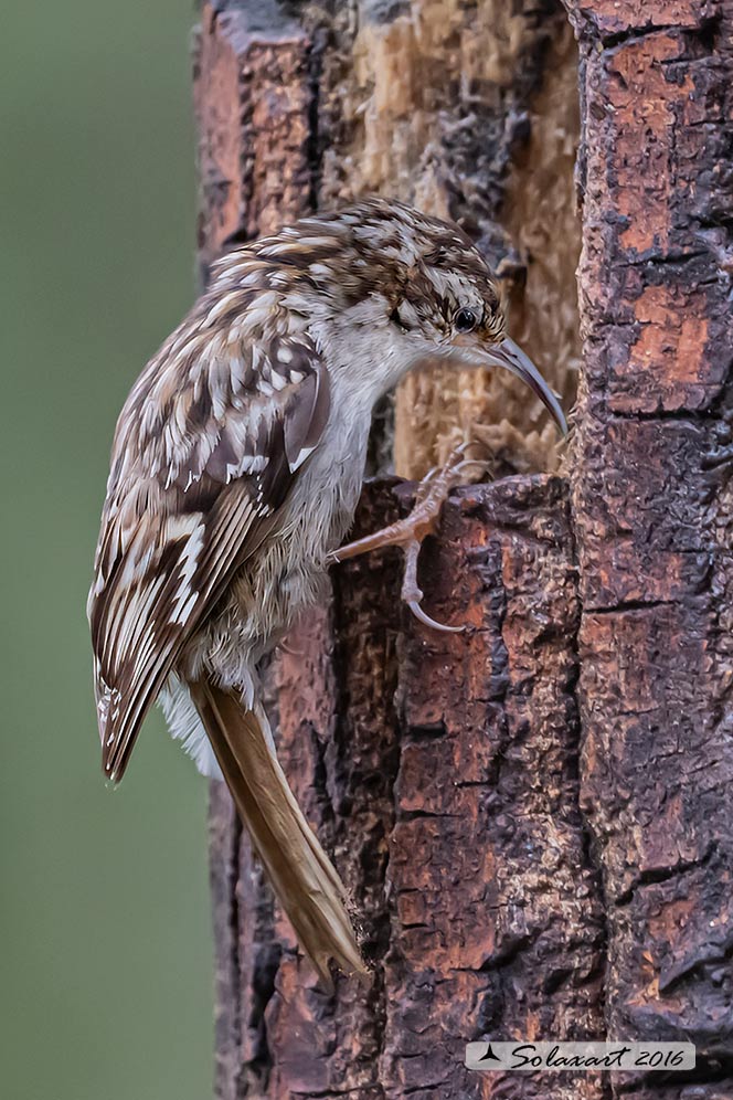 Certhia brachydactyla :    Rampichino ;   Short-toed treecreeper