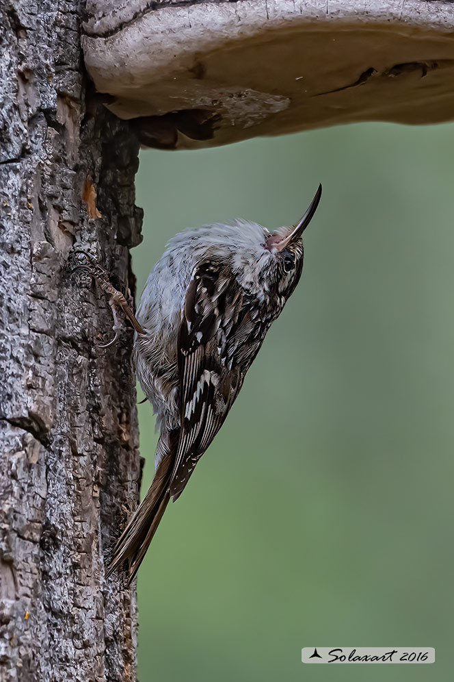 Certhia brachydactyla :    Rampichino ;   Short-toed treecreeper