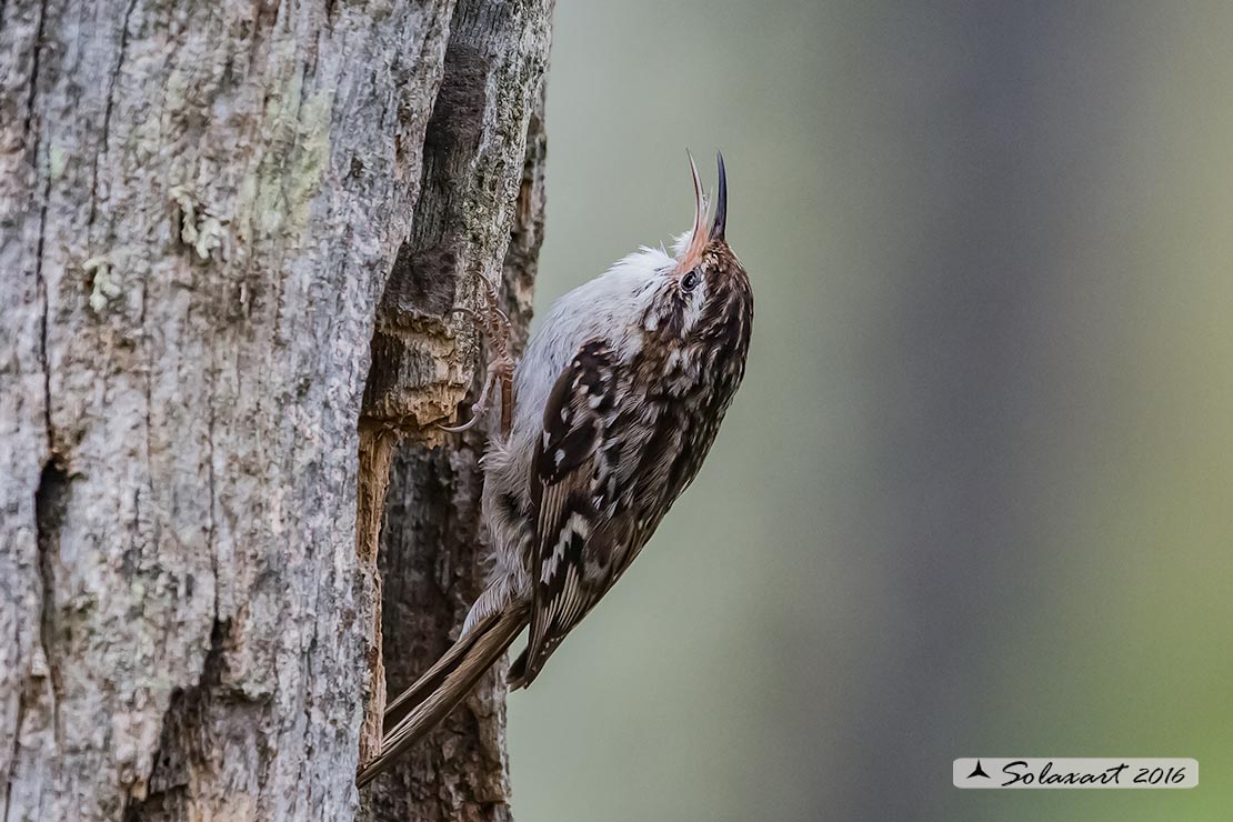 Certhia brachydactyla :    Rampichino ;   Short-toed treecreeper