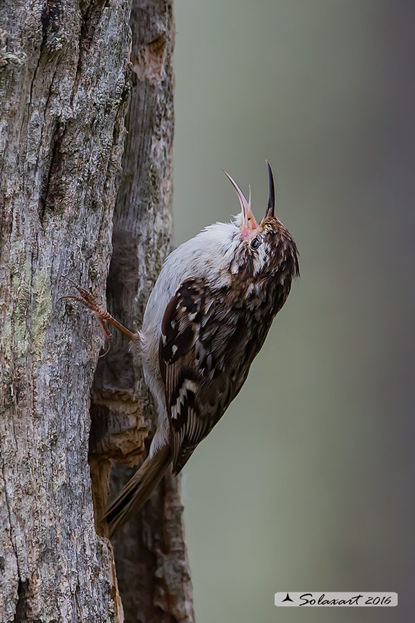 Certhia brachydactyla :    Rampichino ;   Short-toed treecreeper