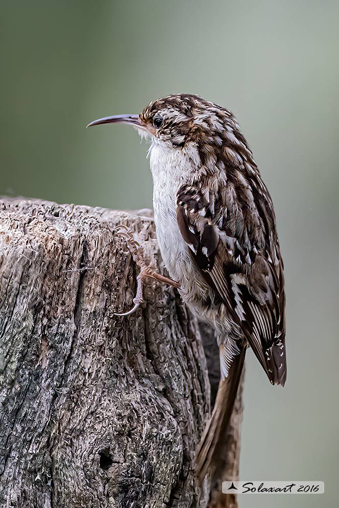 Certhia brachydactyla :    Rampichino ;   Short-toed treecreeper