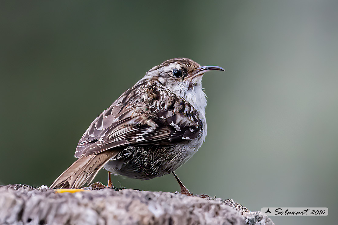 Certhia brachydactyla :    Rampichino ;   Short-toed treecreeper