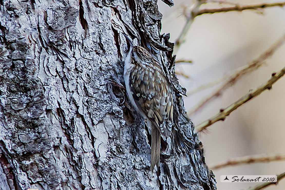 Rampichino alpestre (Certhia familiaris) - famiglia Certhiidae
