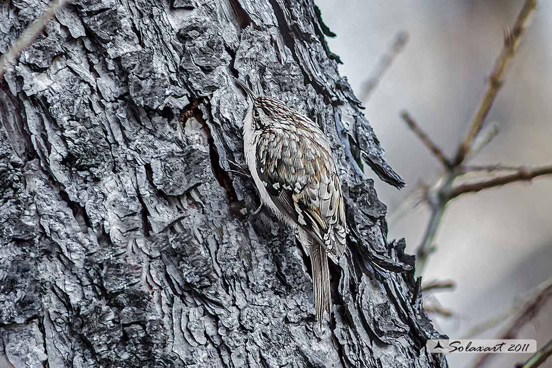 Rampichino alpestre (Certhia familiaris) - famiglia Certhiidae