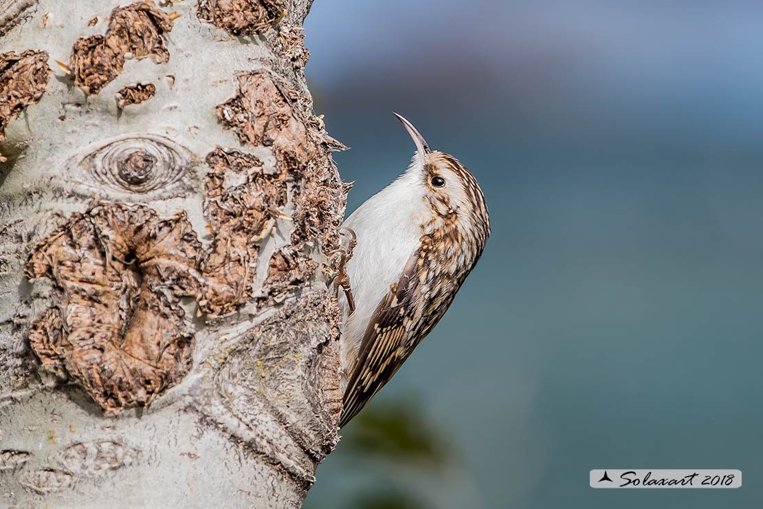 Rampichino alpestre (Certhia familiaris) - famiglia Certhiidae