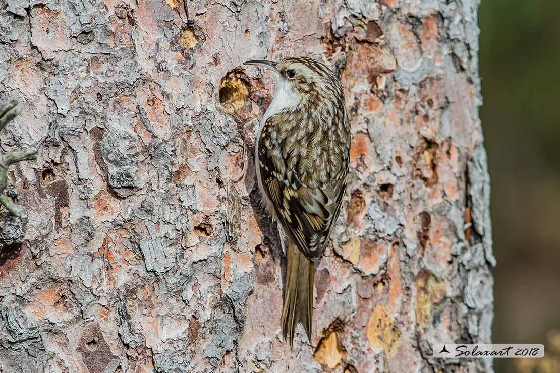 Rampichino alpestre (Certhia familiaris) - famiglia Certhiidae