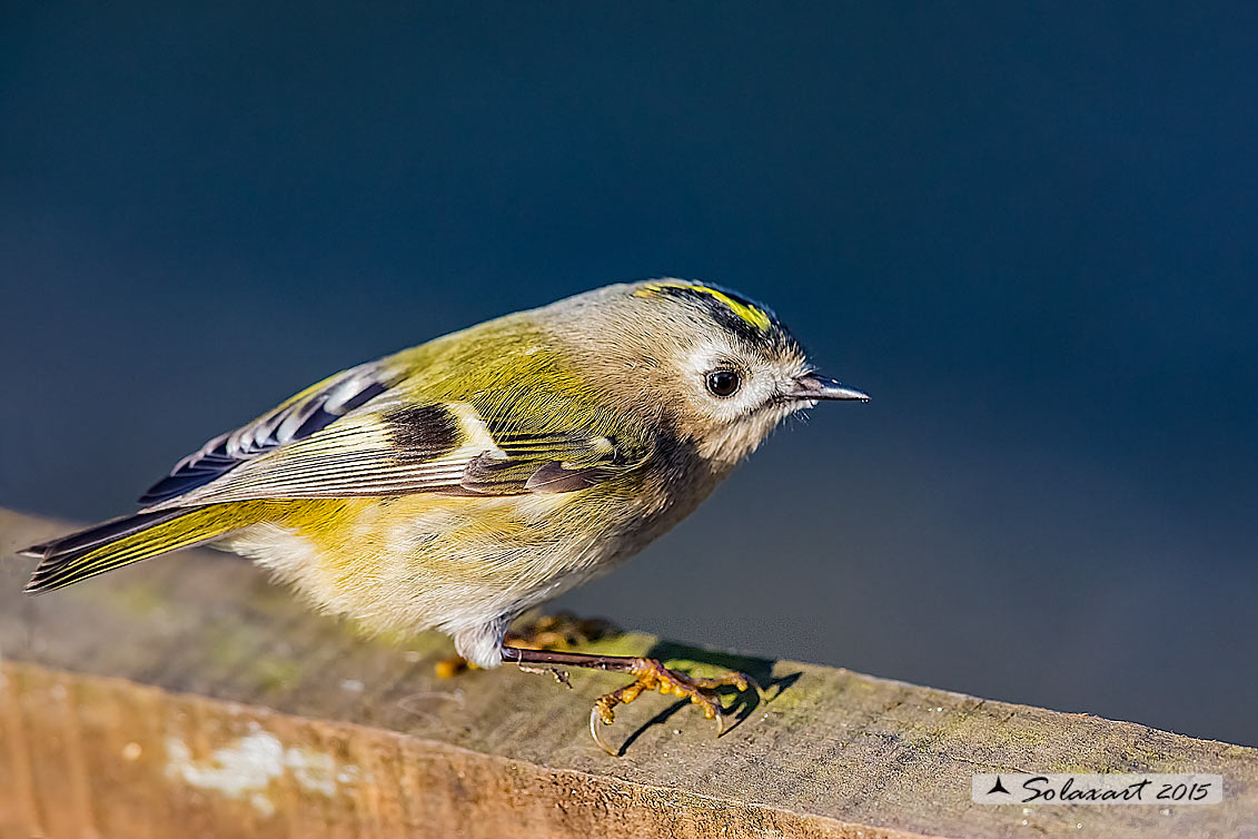 Regulus regulus: Regolo; Goldcrest