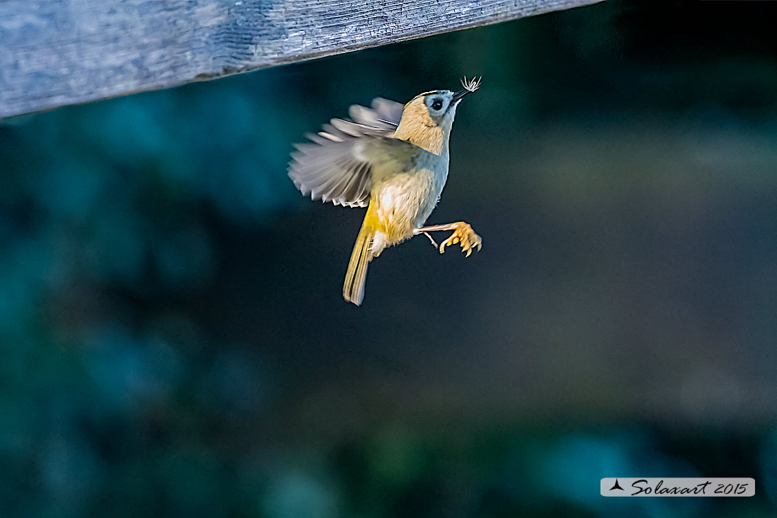 Regulus regulus: Regolo; Goldcrest