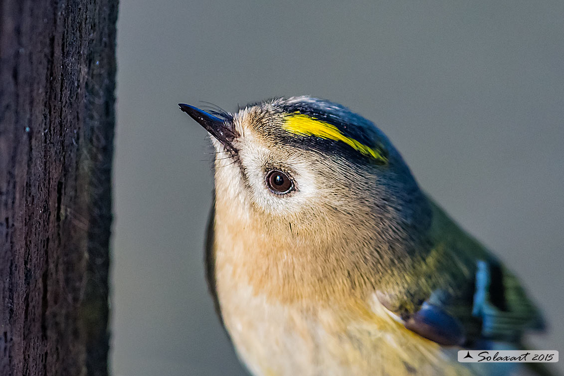 Regulus regulus: Regolo; Goldcrest