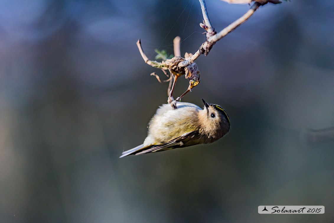 Regulus regulus: Regolo; Goldcrest