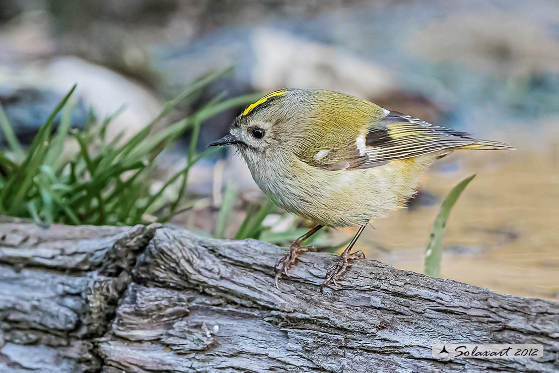 Regulus regulus: Regolo; Goldcrest