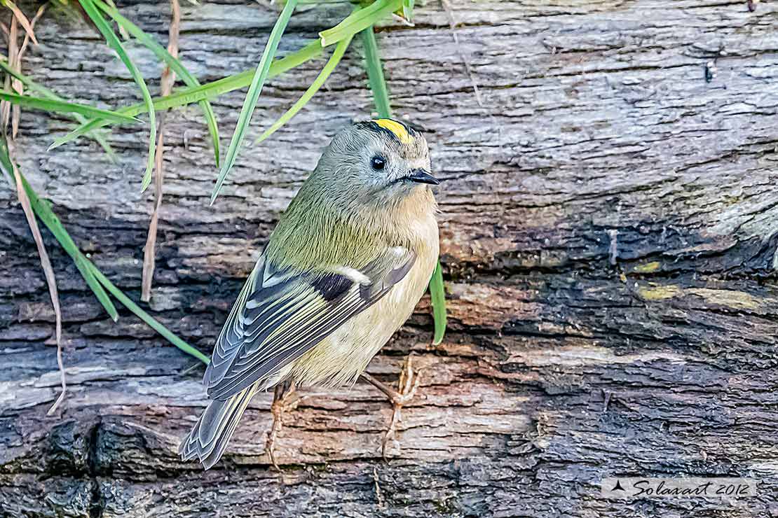 Regulus regulus: Regolo; Goldcrest