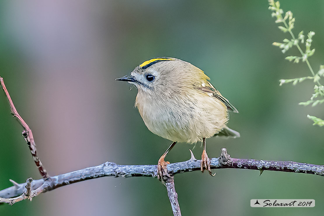 Regulus regulus: Regolo; Goldcrest