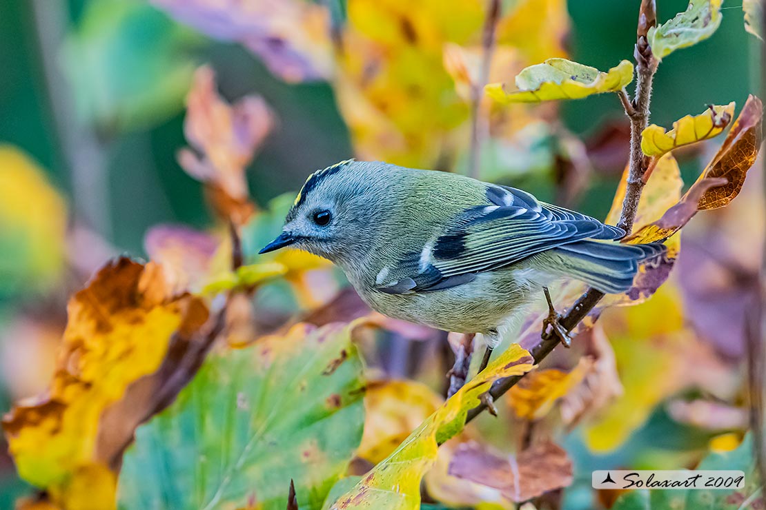 Regulus regulus: Regolo; Goldcrest