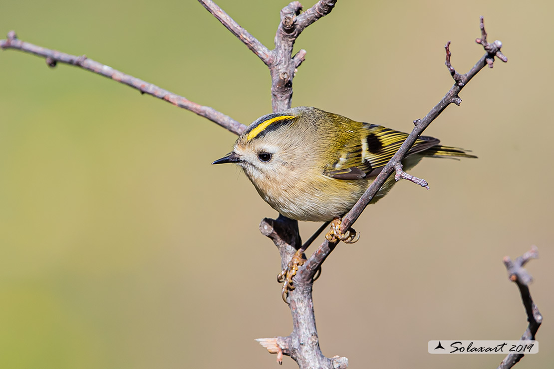 Regulus regulus: Regolo; Goldcrest