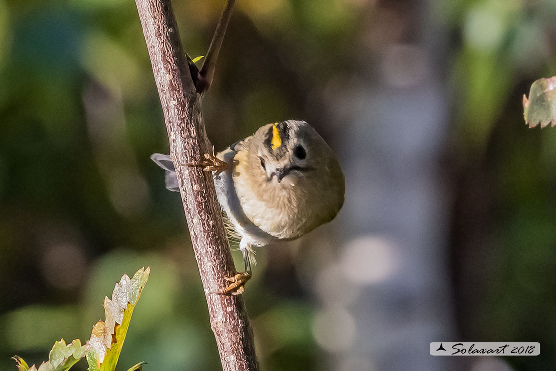 Regulus regulus: Regolo; Goldcrest