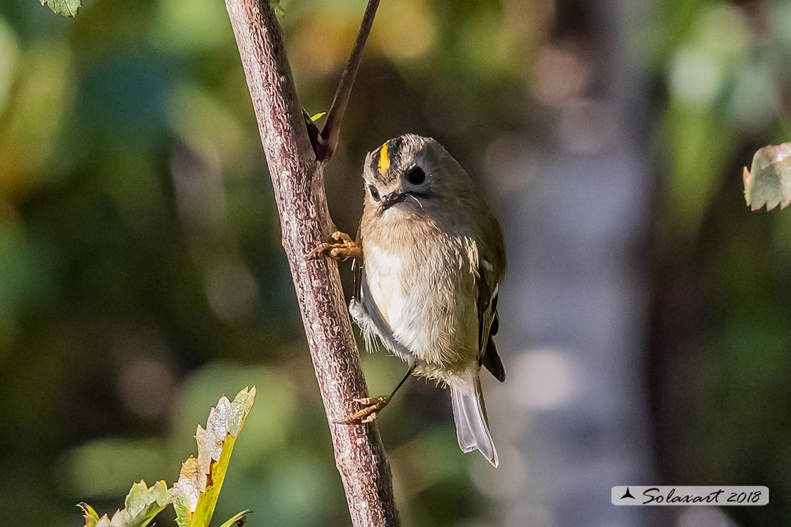 Regulus regulus: Regolo; Goldcrest