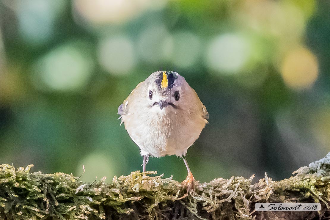 Regulus regulus: Regolo; Goldcrest