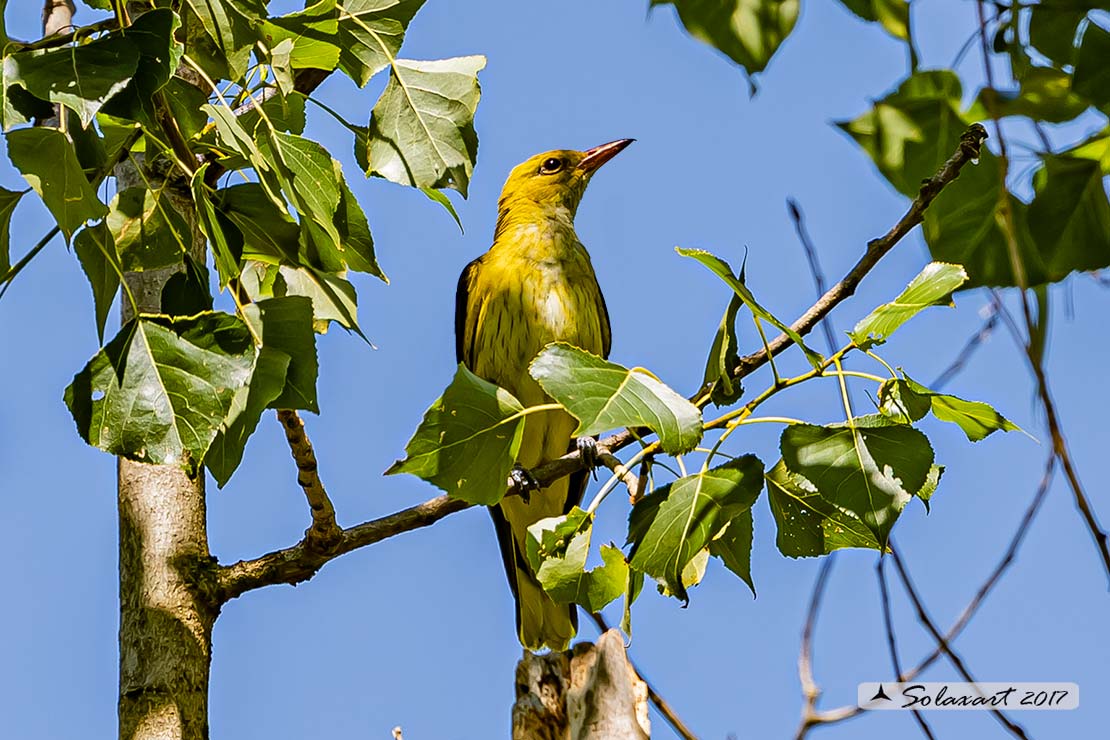 Oriolus oriolus :  Rigogolo (femmina) ; Eurasian Golden Oriole (female)