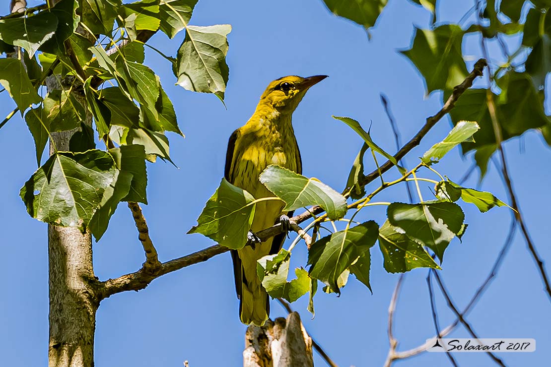 Oriolus oriolus :  Rigogolo (femmina) ; Eurasian Golden Oriole (female)