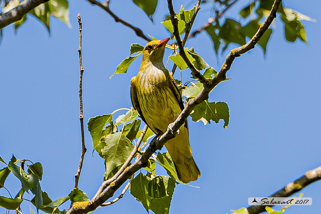 Oriolus oriolus :  Rigogolo (femmina) ; Eurasian Golden Oriole (female)